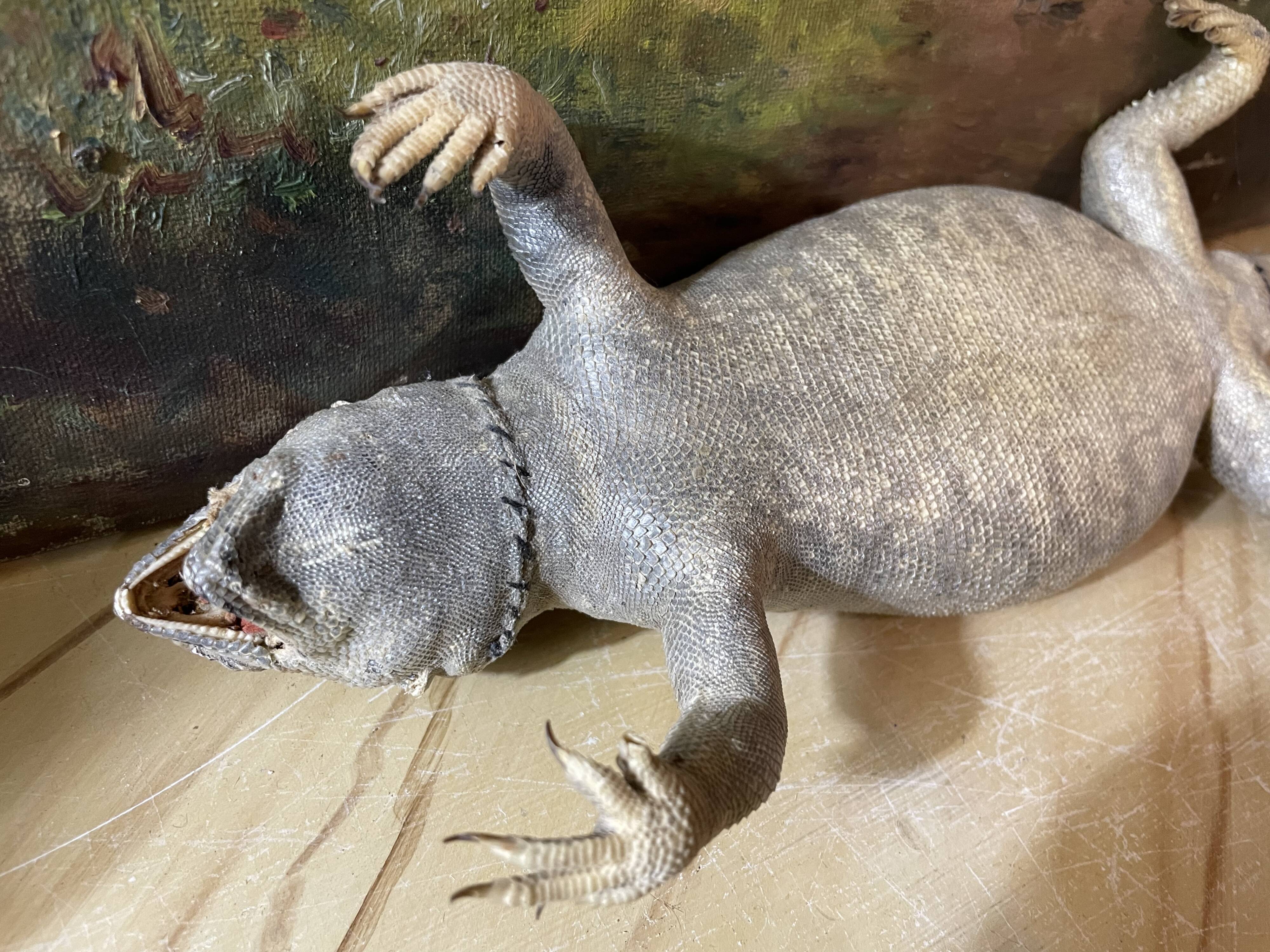 Ancient naturalized lizard