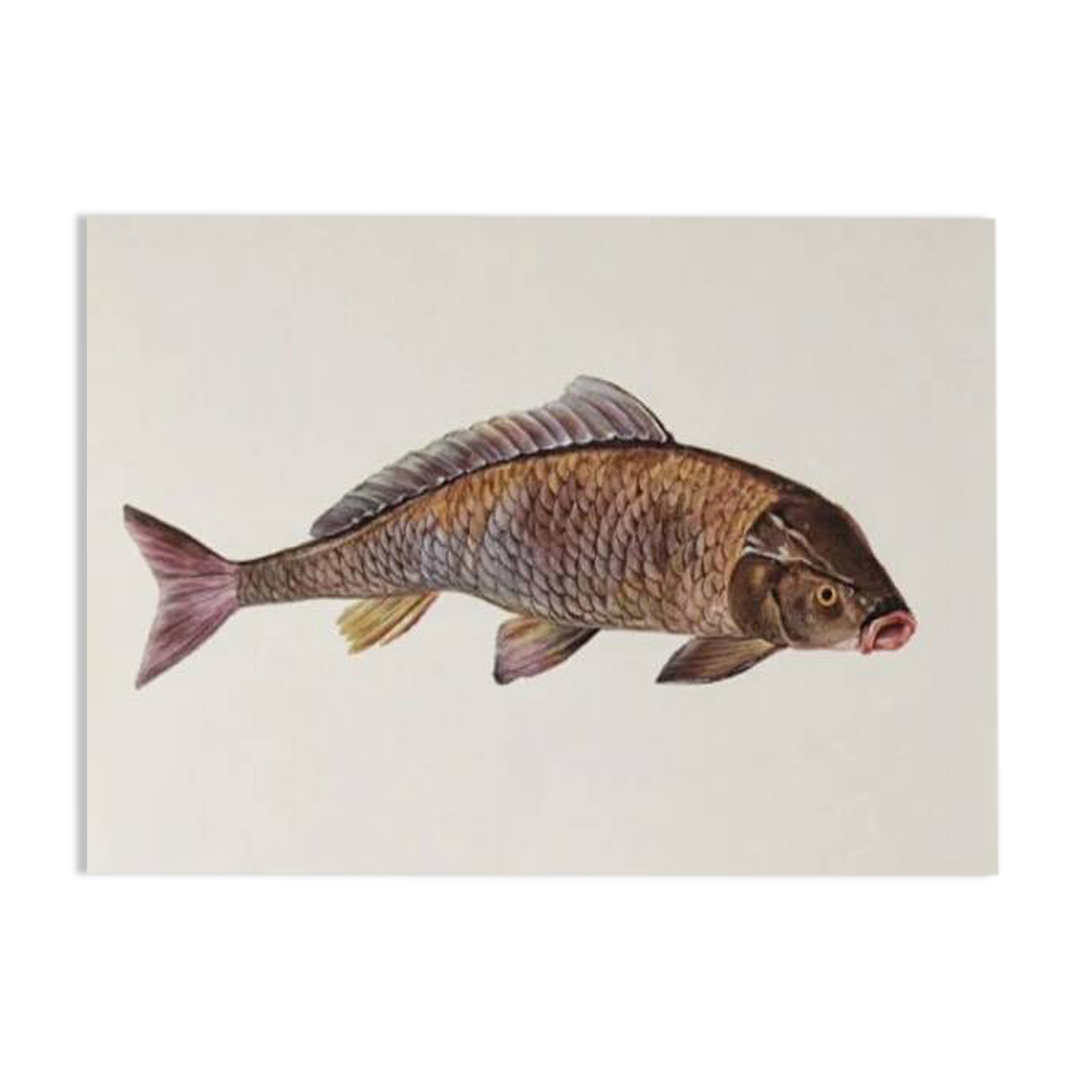 Bestiary plates from the Natural History Museum The carp