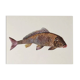 Bestiary plates from the Natural History Museum The carp