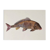 Bestiary plates from the Natural History Museum The carp