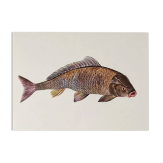Bestiary plates from the Natural History Museum The carp
