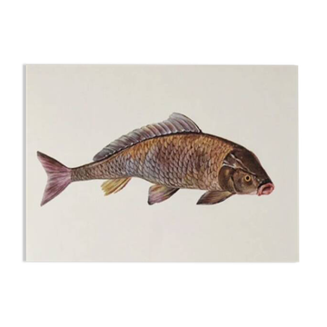 Bestiary plates from the Natural History Museum The carp