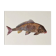 Bestiary plates from the Natural History Museum The carp
