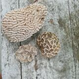 White coral