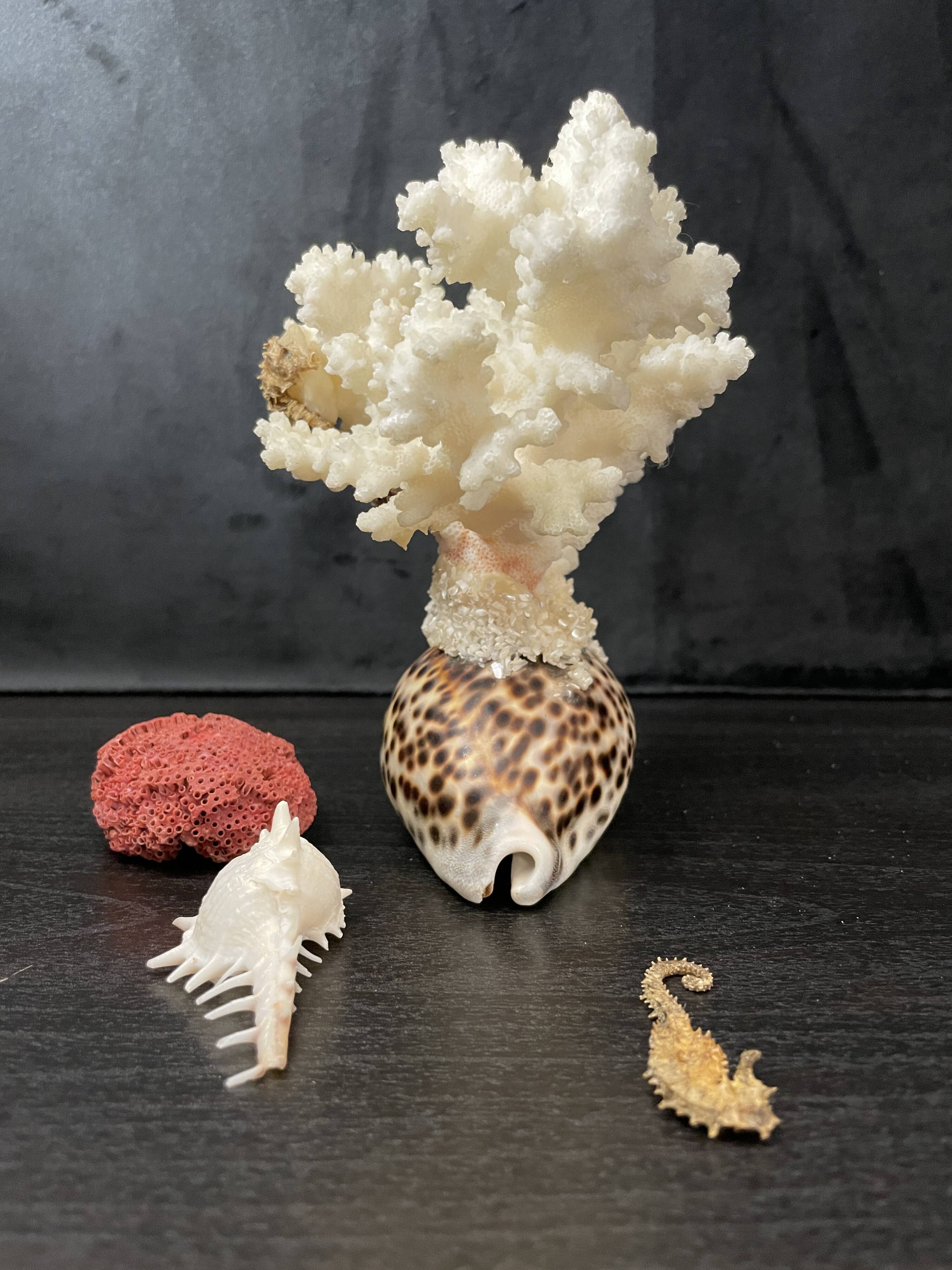 Marine curiosities (coral, seahorses, shells)