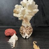 Curiosités marines (Coraïl, hippocampes, coquillages)