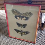 Butterfly engraving