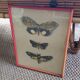 Gravure papillons