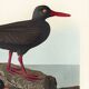 Poster about the "Eurasian Oystercatcher", based on an old engraving from 1827.