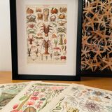 Lithograph on algae from 1897