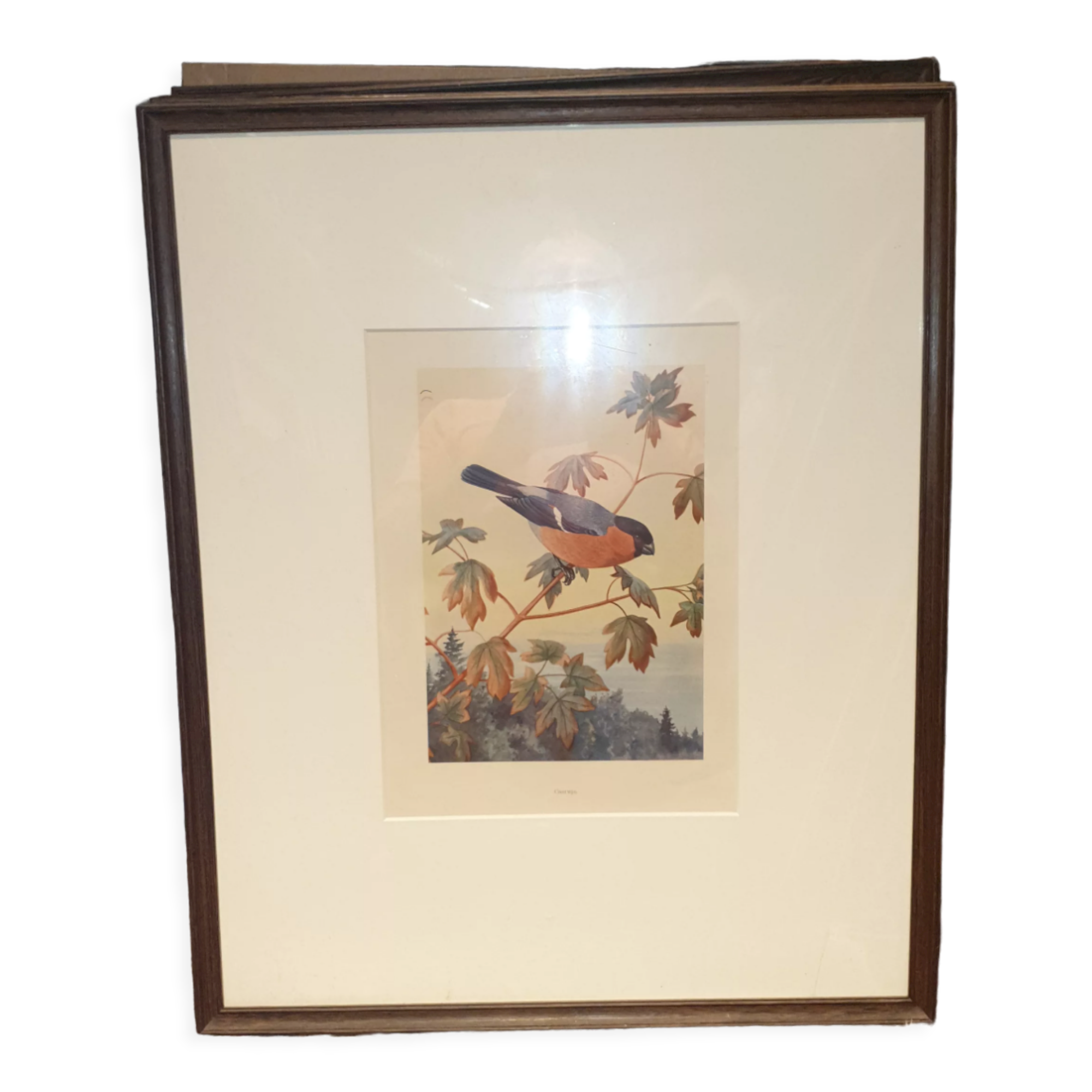 Ornithological engraving