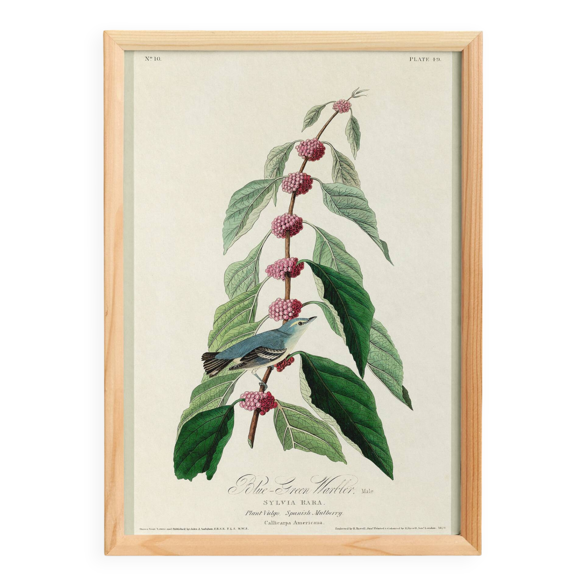 Affiche sur la Paruline bleue, d’après une gravure ancienne de 1827.
