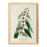 Poster about the Blue Warbler, based on an old engraving from 1827.