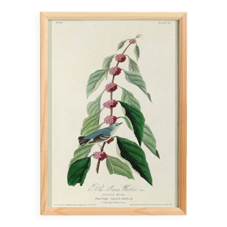 Poster about the Blue Warbler, based on an old engraving from 1827.