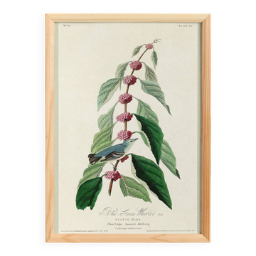 Poster about the Blue Warbler, based on an old engraving from 1827.