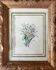 Watercolour painting "Garden Flowers" signed early 20th century