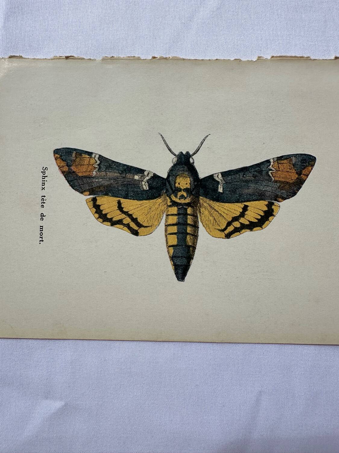 Vintage botanical engraving double-sided naturalist plate 18th century