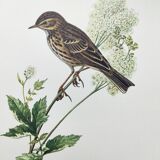 Old bird plate from the 1960s - Meadow Pipit - Zoological and ornithological illustration
