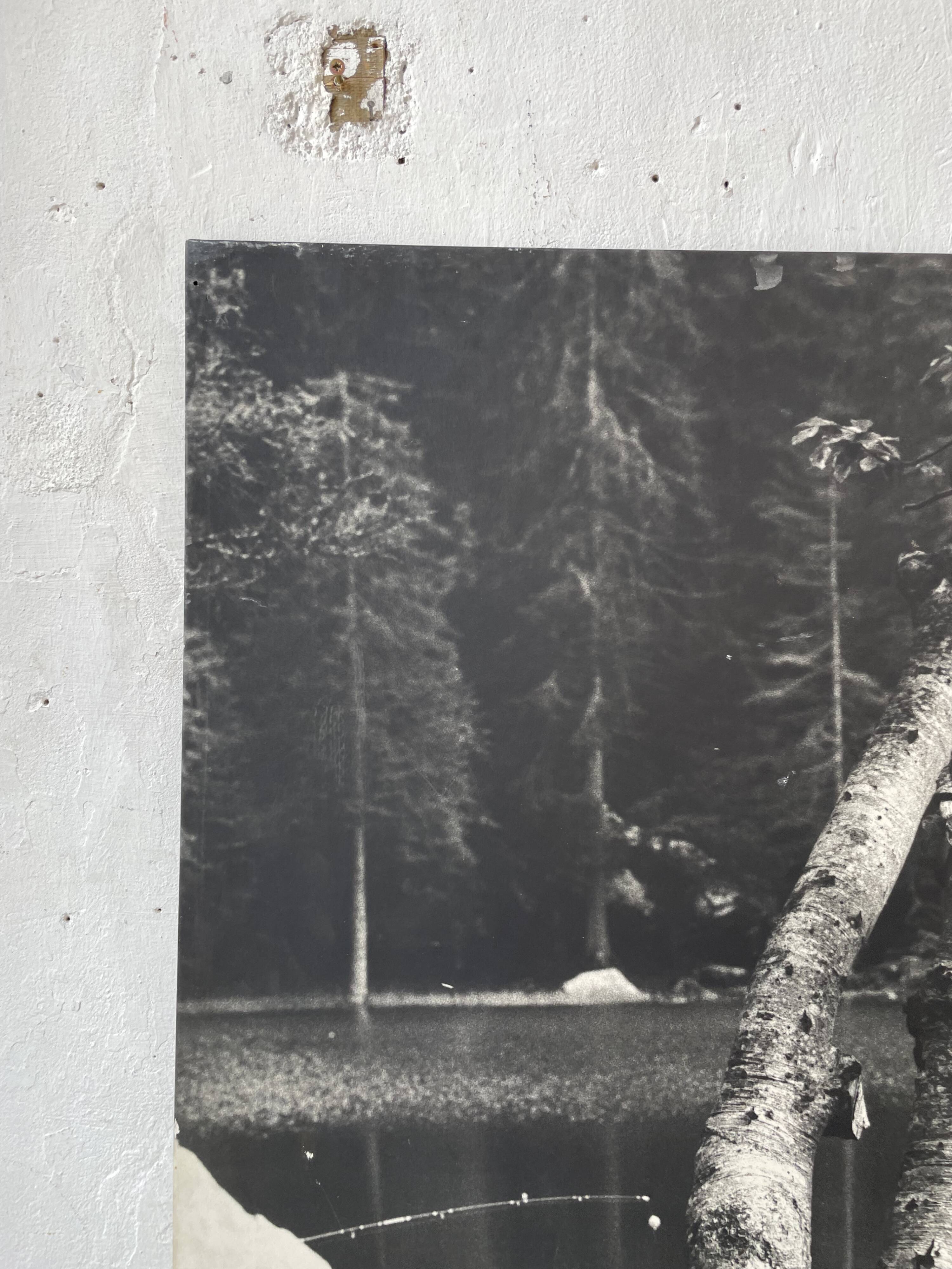Old XXL black and white tree photograph