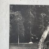 Ancienne photographie arbre noir et blanc XXL