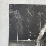 Ancienne photographie arbre noir et blanc XXL
