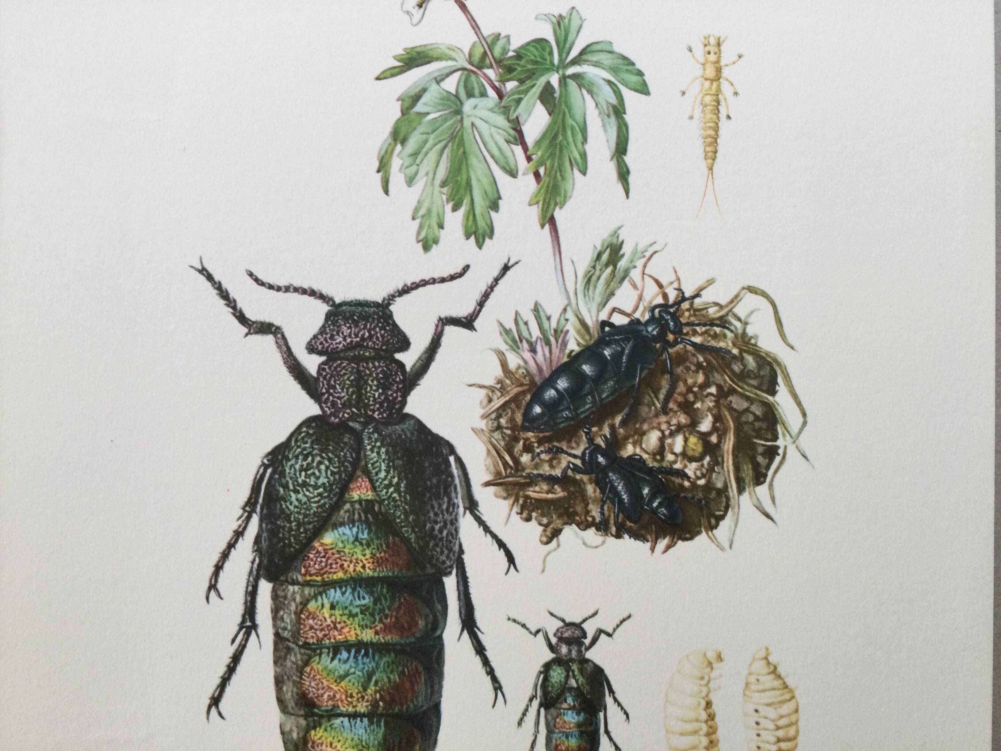 Antique illustration of insects, vintage print from the 60s