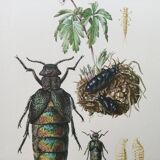Antique illustration of insects, vintage print from the 60s