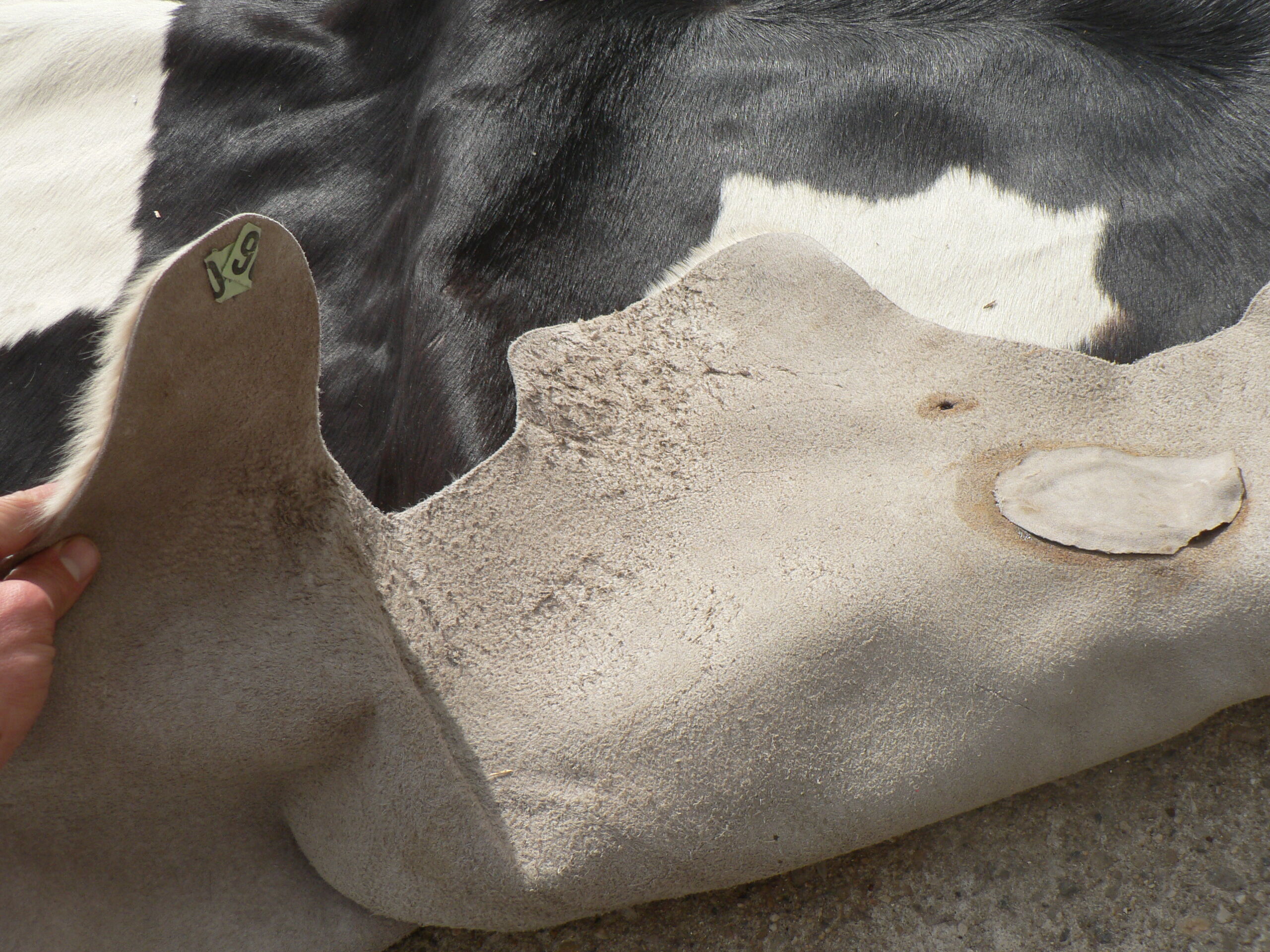 Rug cow skin, 215 x 195