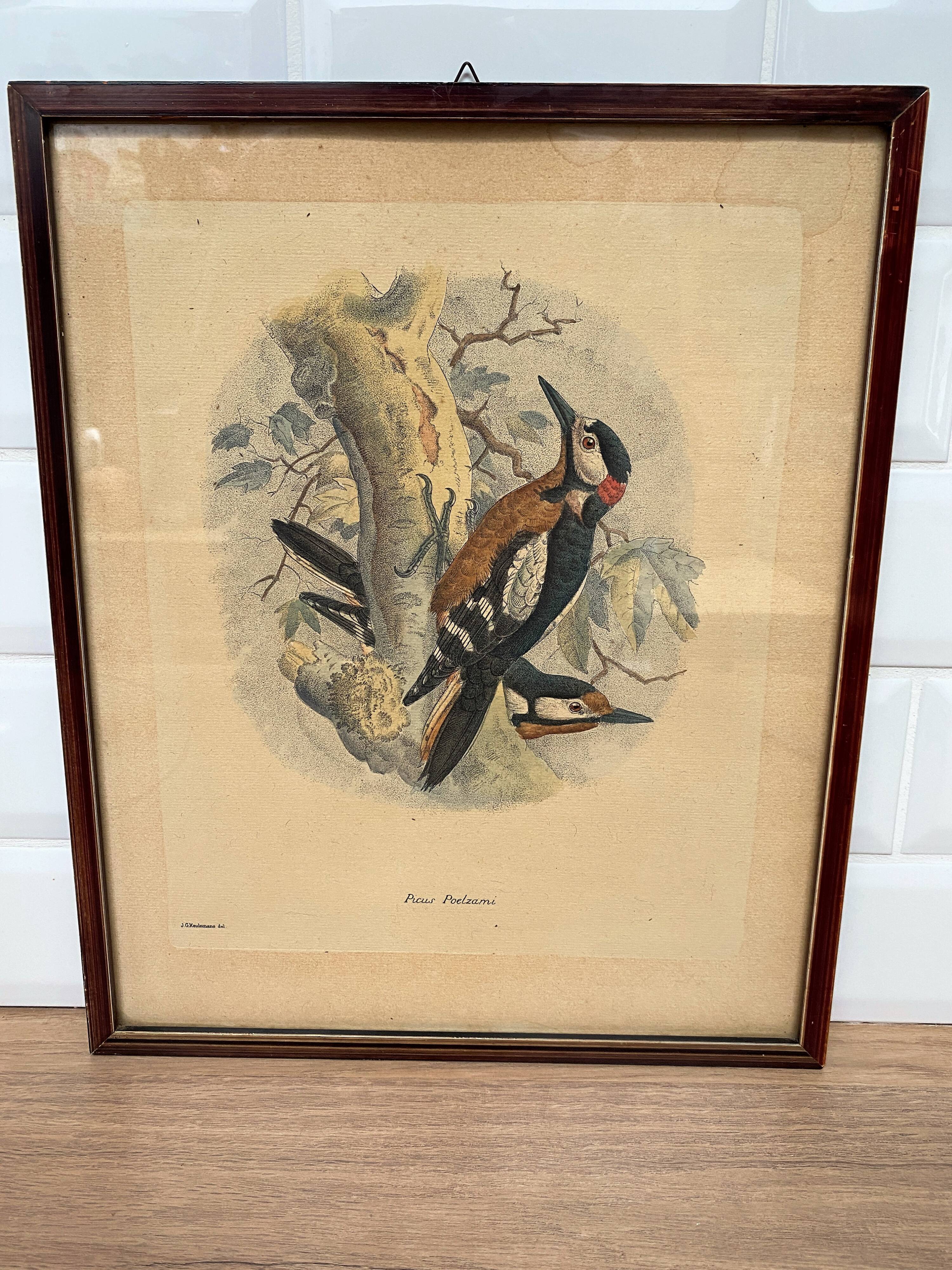 Ornithological print J.G. Keulemans "Picus Poelzami"