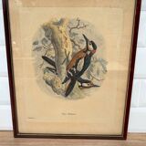 Ornithological print J.G. Keulemans "Picus Poelzami"