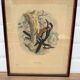 Ornithological print J.G. Keulemans "Picus Poelzami"