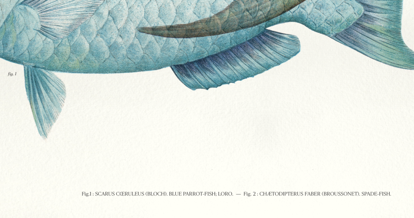 Lithography illustration animal fish