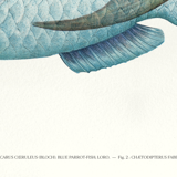 Lithographie illustration poisson animal