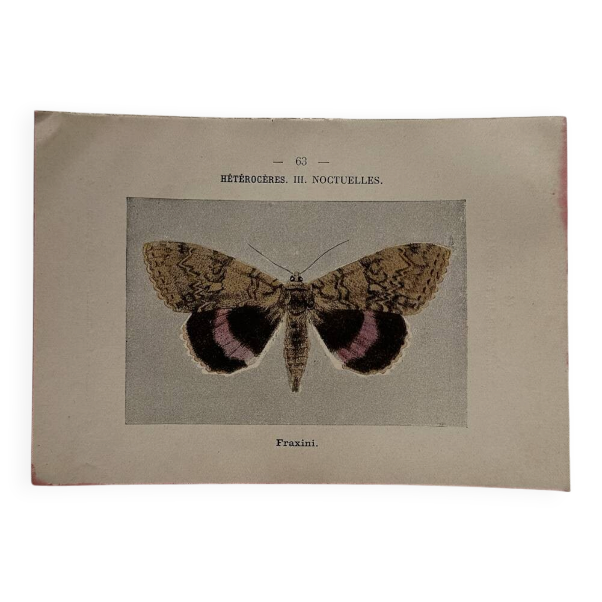 Botanical Plate 1800 Old Naturalist Engraving 19th Century Double-Sided