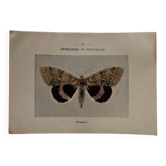 Botanical Plate 1800 Old Naturalist Engraving 19th Century Double-Sided