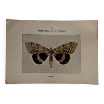 Botanical Plate 1800 Old Naturalist Engraving 19th Century Double-Sided