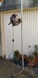 Projecteur Cremer années 50 sur roulettes