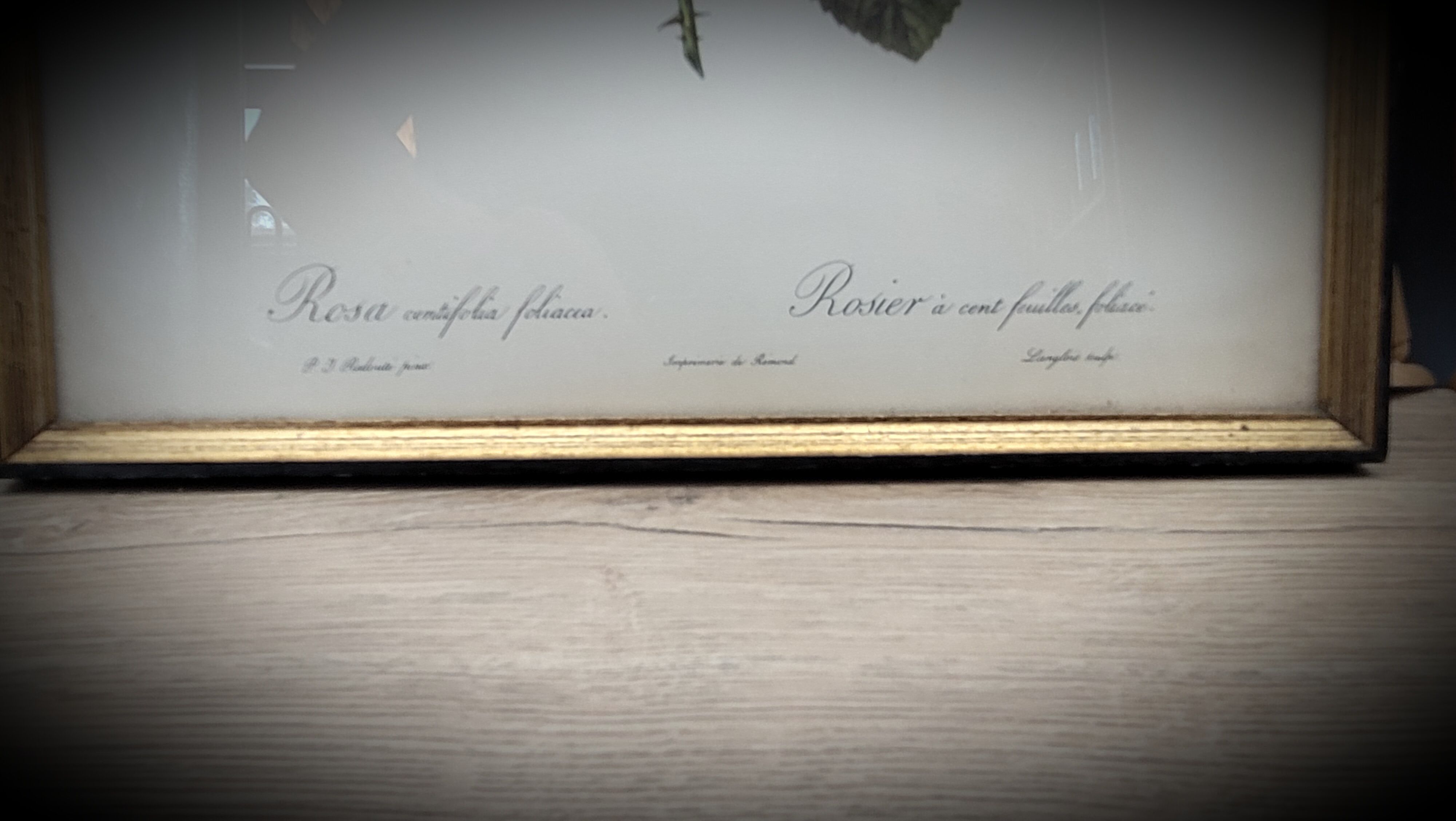 Litho Rose one hundred leafy leaves