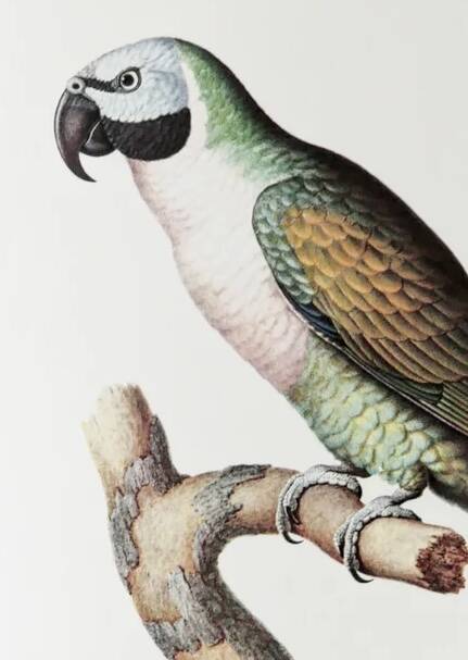 Plates of the bestiary from the Natural History Museum, Mustached Parakeet.