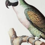 Plates of the bestiary from the Natural History Museum, Mustached Parakeet.