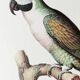 Plates of the bestiary from the Natural History Museum, Mustached Parakeet.
