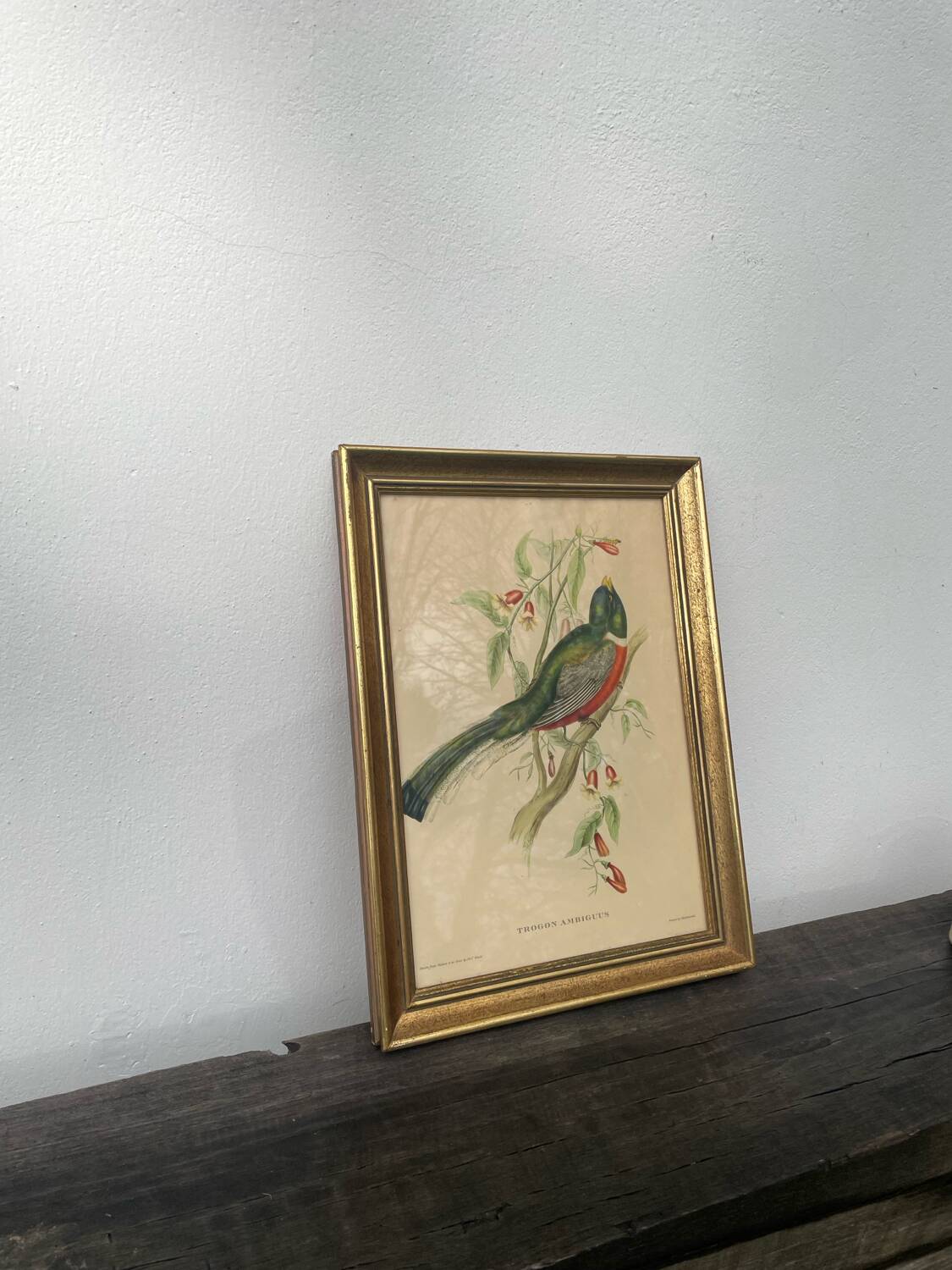 Golden wooden bird frame ornithological board