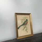 Golden wooden bird frame ornithological board