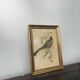 Cadre oiseau bois doré planche ornithologique