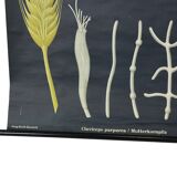 Large Vintage School Map Ergot Fungus Jung Koch Quentell