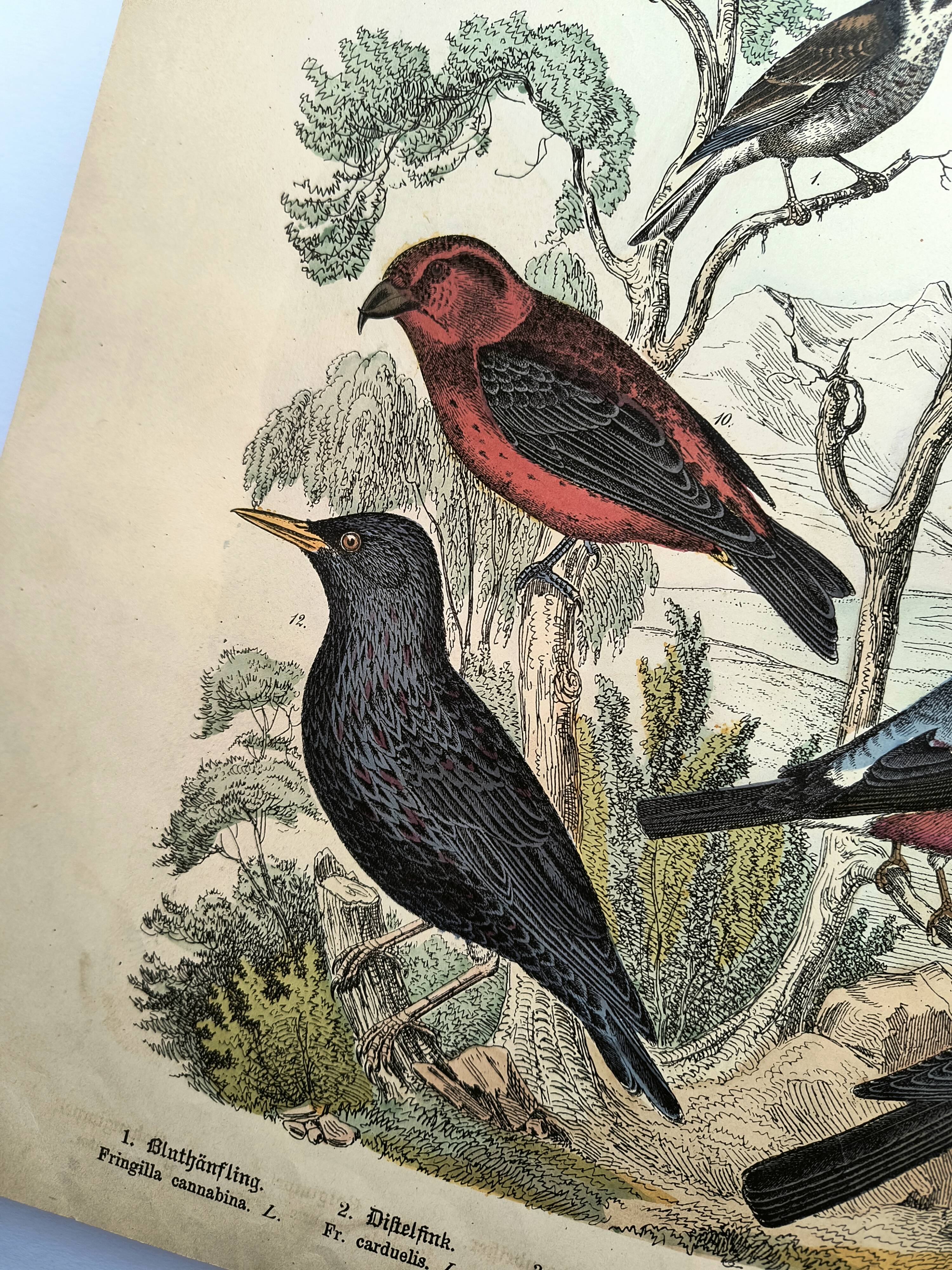 Large antique engraving, 1886 - Finch and birds. Lithograph, plate