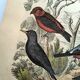 Large antique engraving, 1886 - Finch and birds. Lithograph, plate