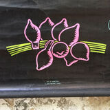 Displays the cuttlefish by Dr Auzoux