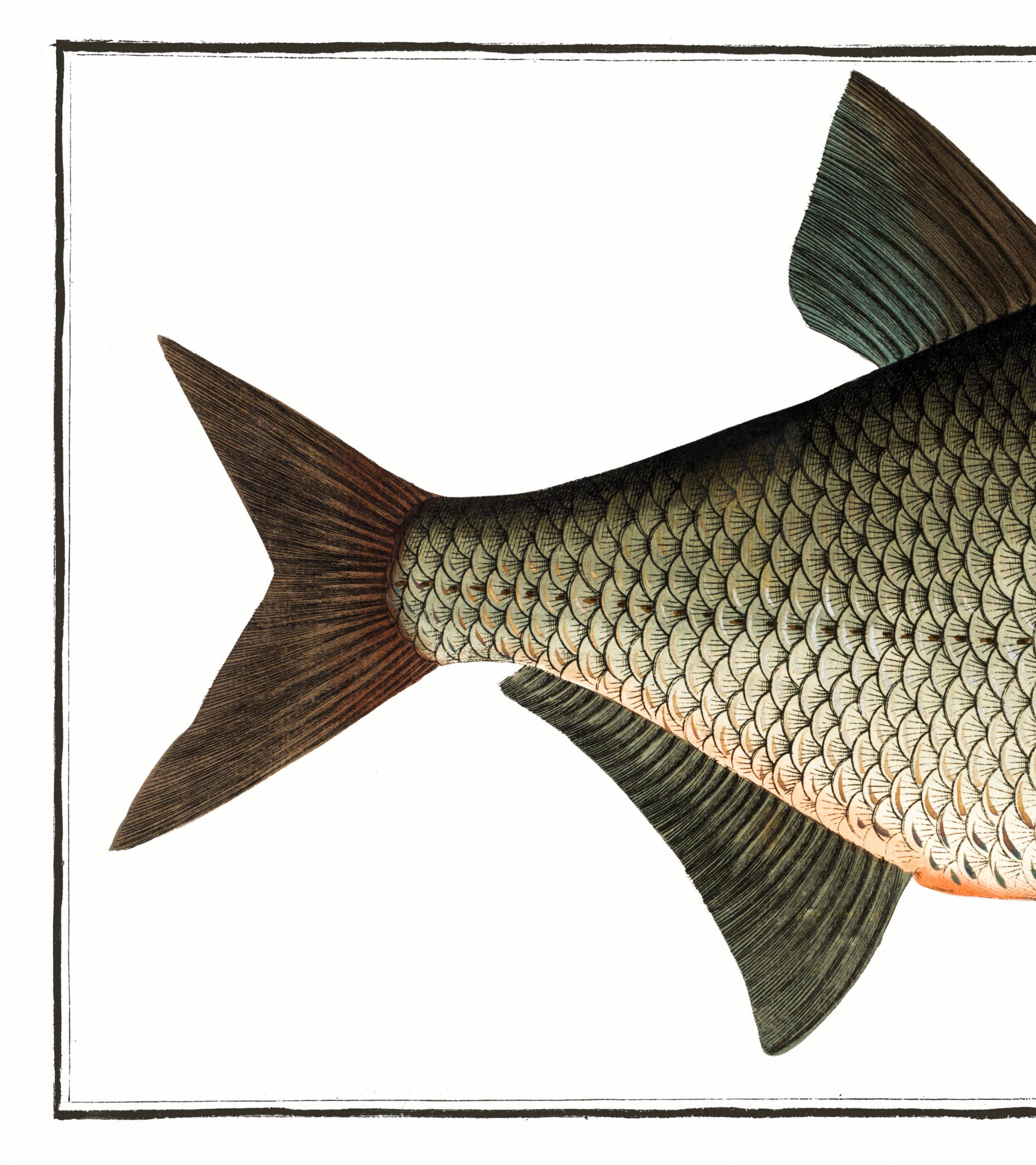 Poster about the bream, a freshwater fish, based on an old engraving