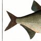 Poster about the bream, a freshwater fish, based on an old engraving